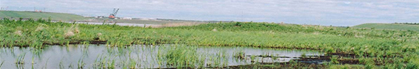CFRAW Wetland