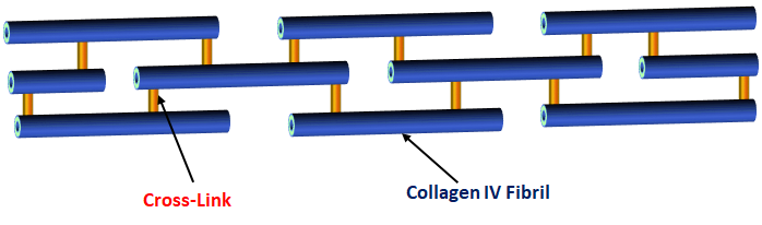 Figure 1: Graphic of a covalently cross-linked collagen IV network