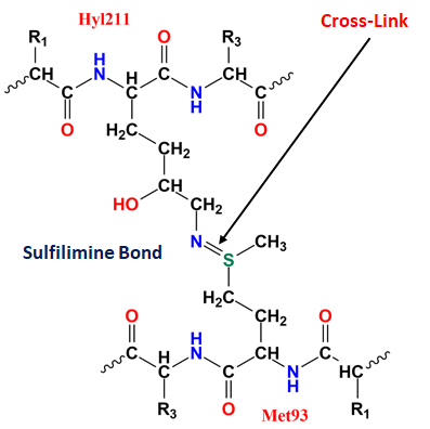 Figure 2: A model of a collagen IV