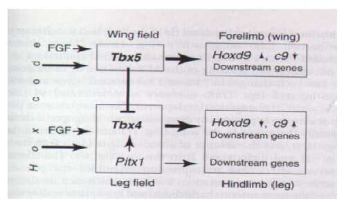 Pathway leading to T-Box gene expression