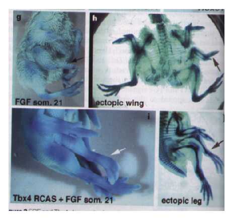 Effects of ectopic FGF transplantations limb development