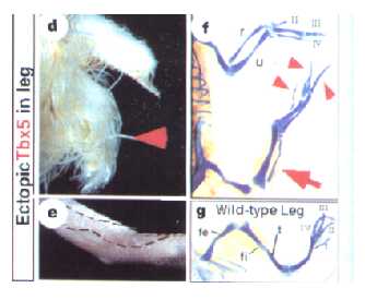 Effects of ectopic Tbx4 expression on wing development
