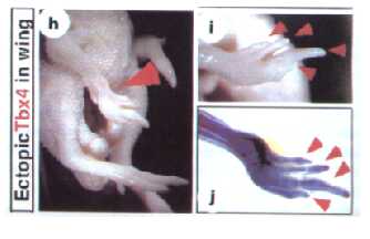 Effects of ectopic Tbx5 expression on leg development