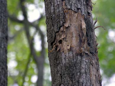 Woodpecker feed - Photo by Paul Mennill