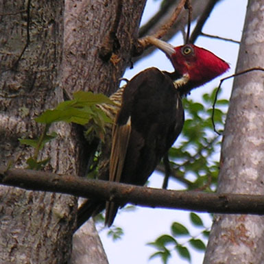 Pale-billed Woodpecker - Photo by Dan Mennill