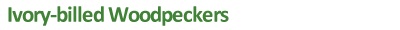 Ivory-billed Woodpeckers