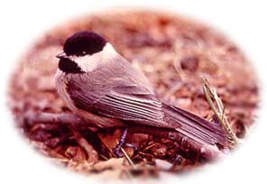 A black cap and beard, with white ruff, and gray body, bird is perched on the ground.