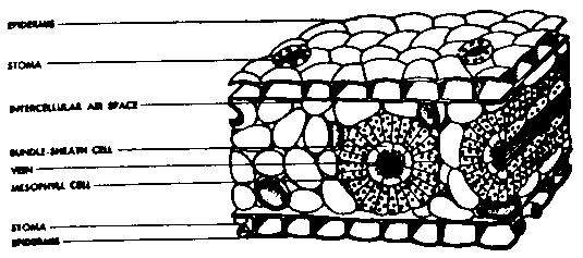 leaf anatomy lab 52 answers