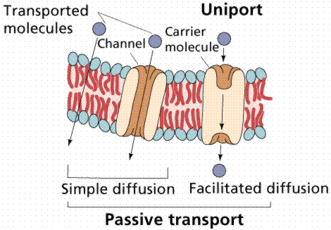 types of passive transport