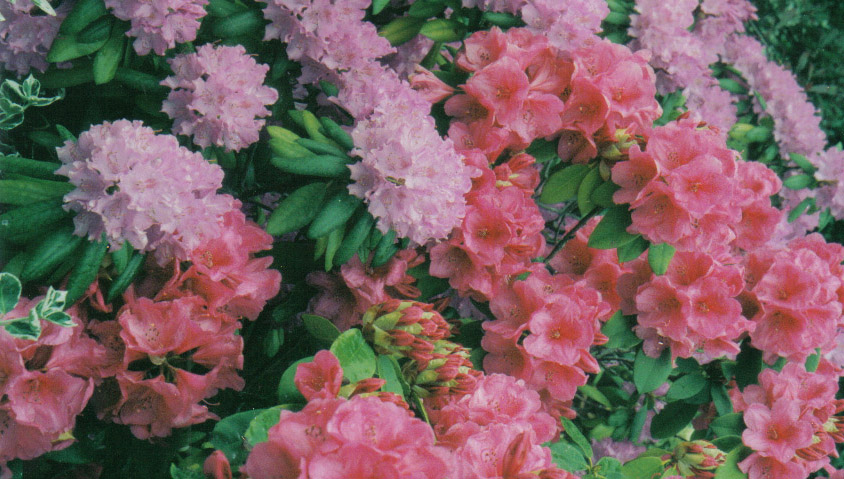 Rhododendrons