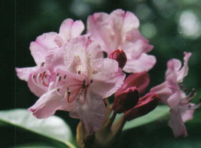 rhododendron