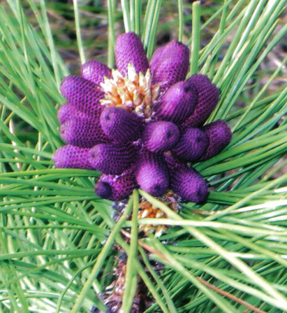 Sitka Spruce cone