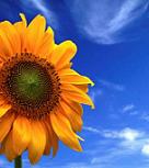 Clipart of a sunflower (taken from MS Office)