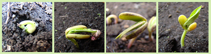 Photo of Seeds Growing